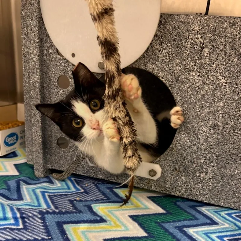 A baby small-sized female Black Domestic Short Hair cat named Matilda for adoption in Dickinson, TX