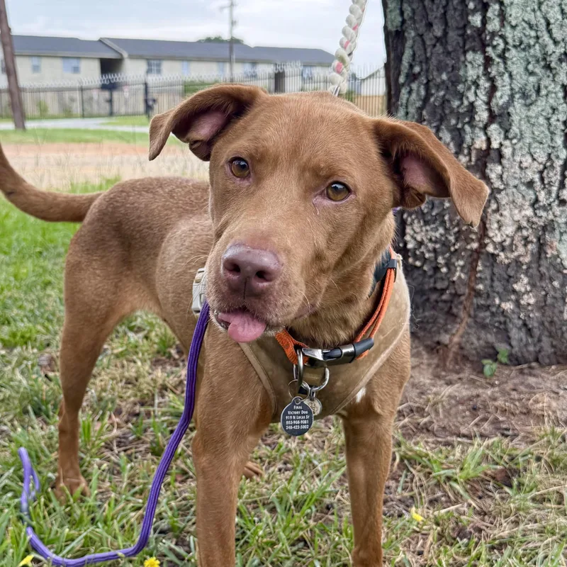 An adult medium-sized female Red / Chestnut / Orange Mixed Breed dog named Peaches for adoption in Columbia, SC
