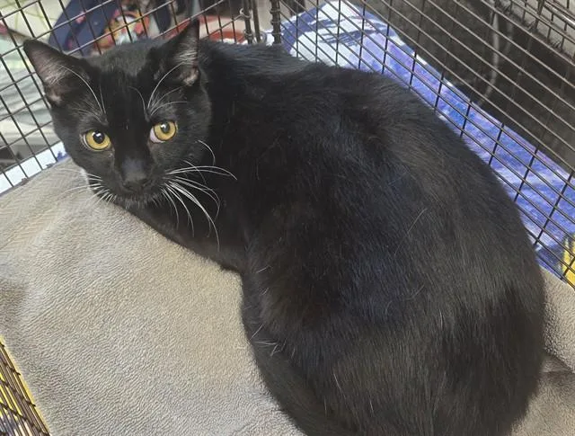 A young small-sized male Domestic Short Hair cat named Little Bootsy for adoption in Tucson, AZ