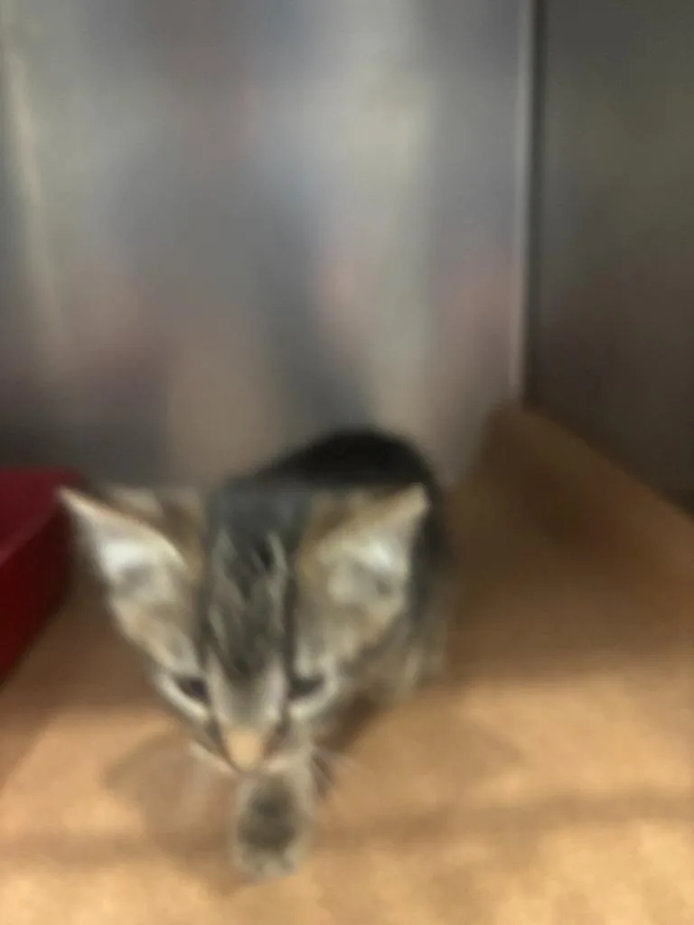 A baby large-sized male Domestic Short Hair cat named Dally for adoption in Cartersville , GA