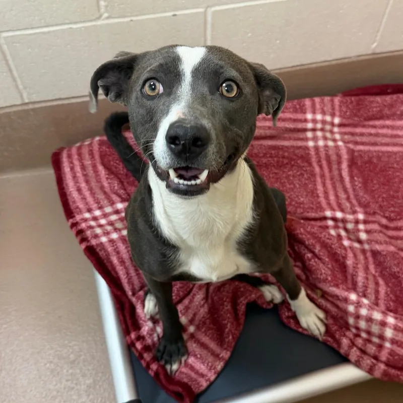 A young medium-sized female Gray / Blue / Silver Pit Bull Terrier dog named Mizzy for adoption in Reno, NV