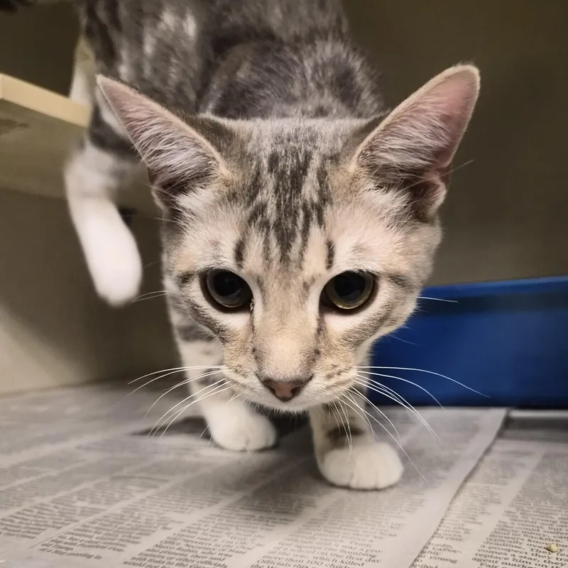 A baby medium-sized male Tabby (Buff / Tan / Fawn) Domestic Short Hair cat named Opossum for adoption in Cornelius, NC