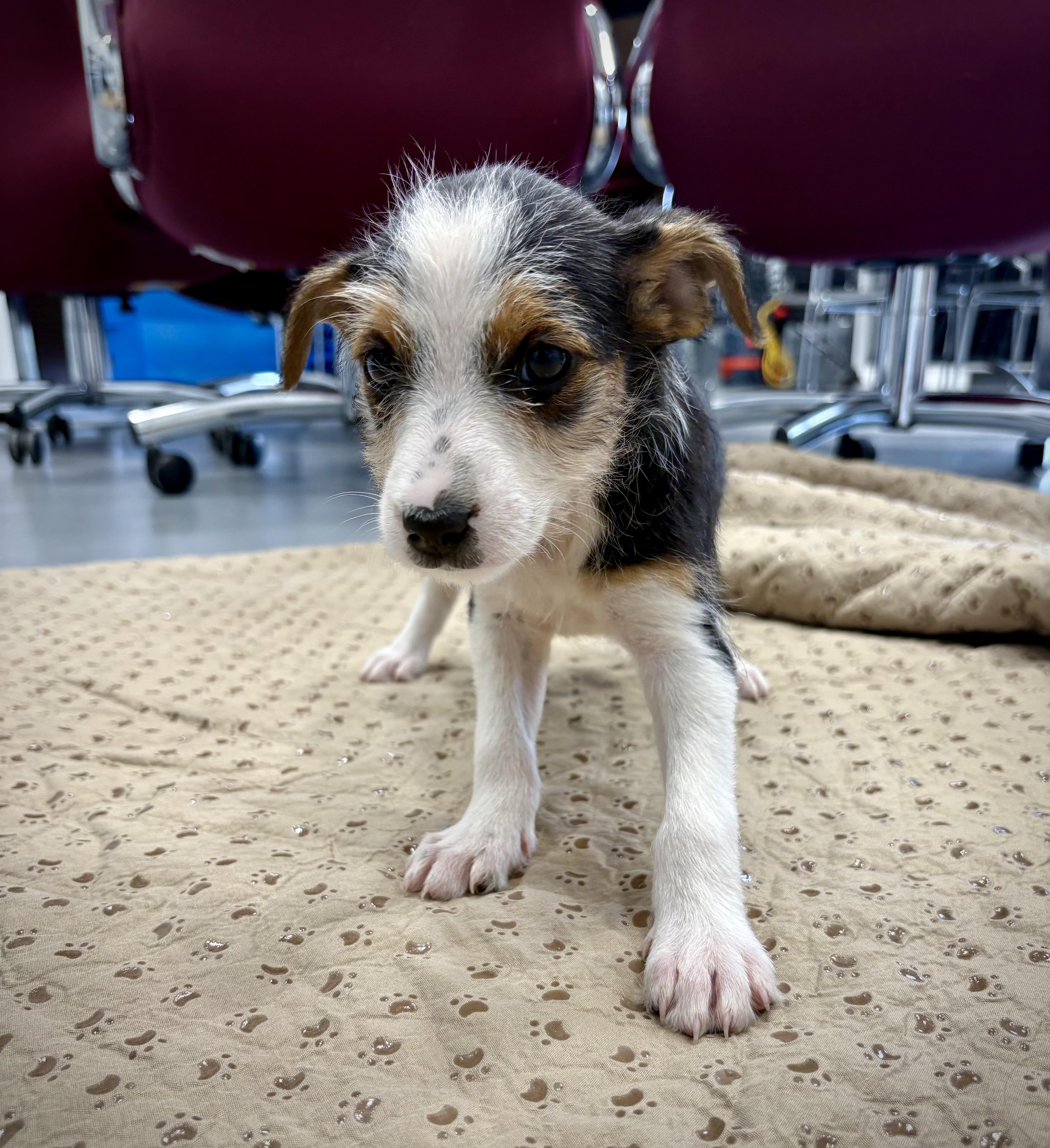 A baby medium-sized female Tricolor (Brown, Black, & White) Cattle Dog dog named Florence for adoption in Kalamazoo, MI