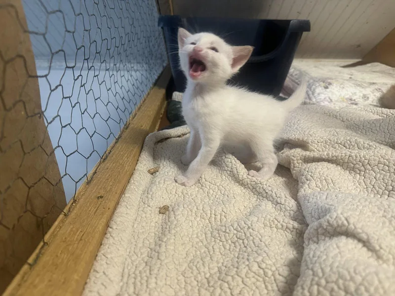 A baby medium-sized male Siamese cat named Crush for adoption in Winter Garden, FL
