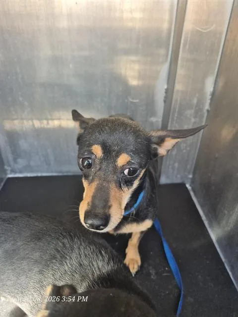 An adult small-sized female Chihuahua dog named Coco for adoption in San Antonio, TX