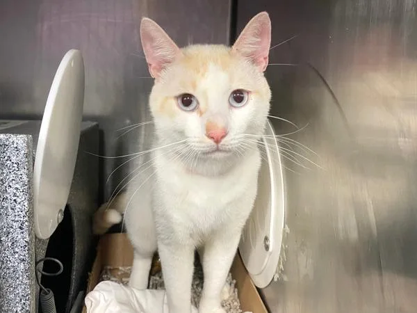 An adult medium-sized male Domestic Short Hair cat named Laddu for adoption in New York, NY