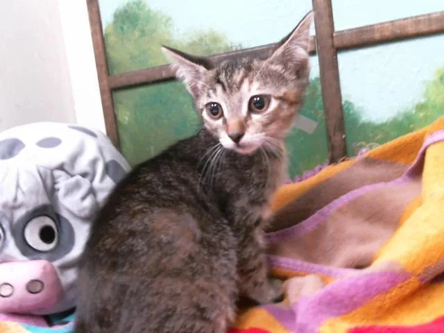 A baby small-sized female Domestic Short Hair cat named Jellie for adoption in Houston, TX