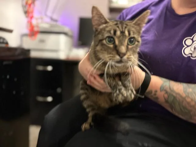 A young medium-sized female Domestic Short Hair cat named Daenerys for adoption in Olivette, MO