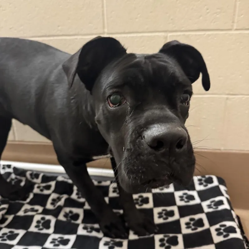 An adult large-sized female Black Cane Corso dog named Penelope for adoption in Reno, NV