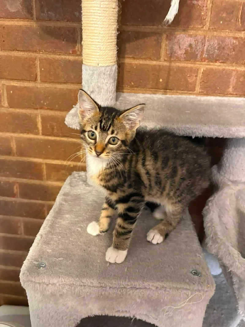 A baby medium-sized male Tabby (Tiger Striped) Domestic Short Hair cat named Bandit for adoption in Aberdeen, NC