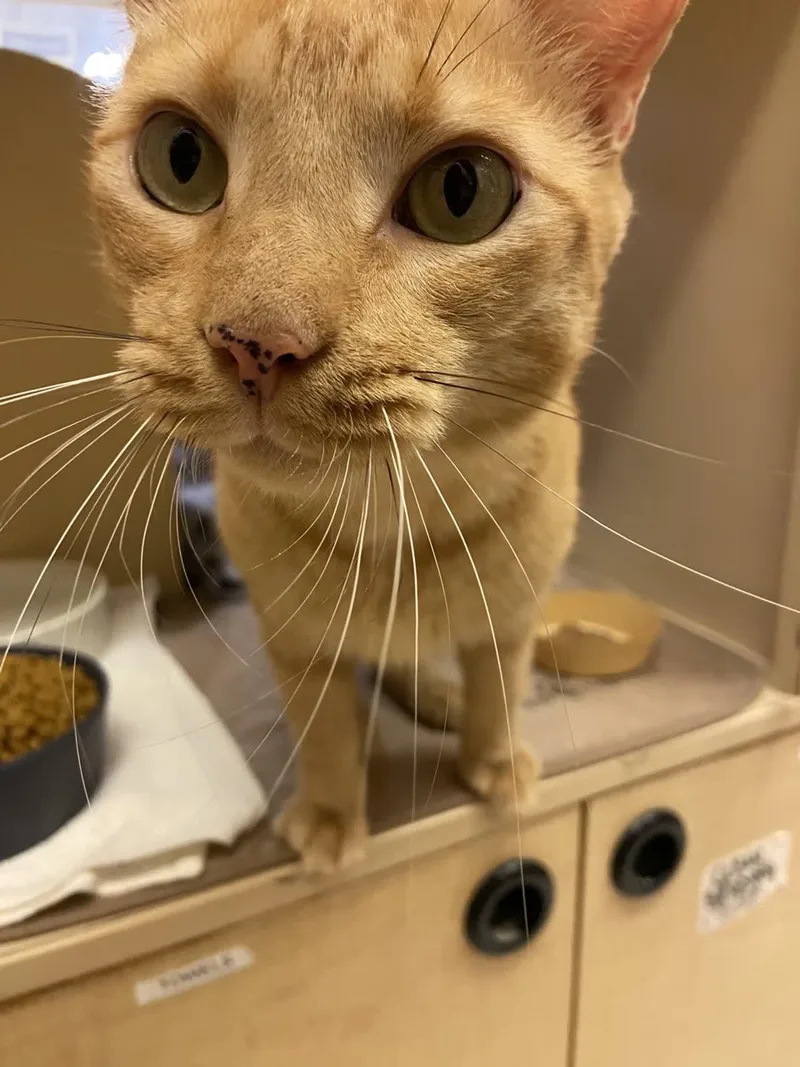 A young large-sized male Orange / Red Domestic Short Hair cat named Big Poppa for adoption in Austin, TX