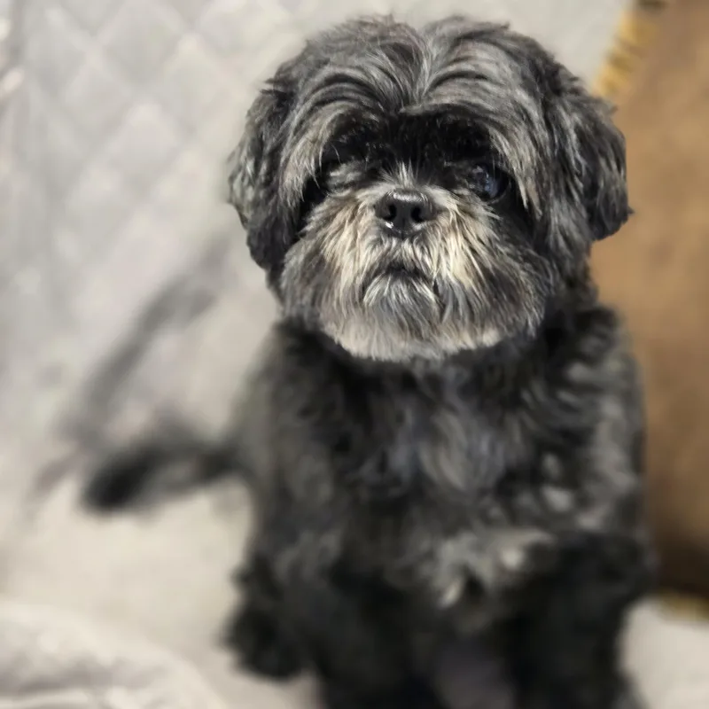 An adult small-sized male Black Shih Tzu dog named Bruno for adoption in Normal, IL