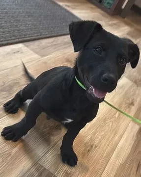 A young medium-sized male Black Labrador Retriever dog named Clyde for adoption in Reeds Spring, MO