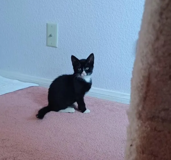 A baby small-sized female Domestic Short Hair cat named Hera for adoption in Bonsall, CA