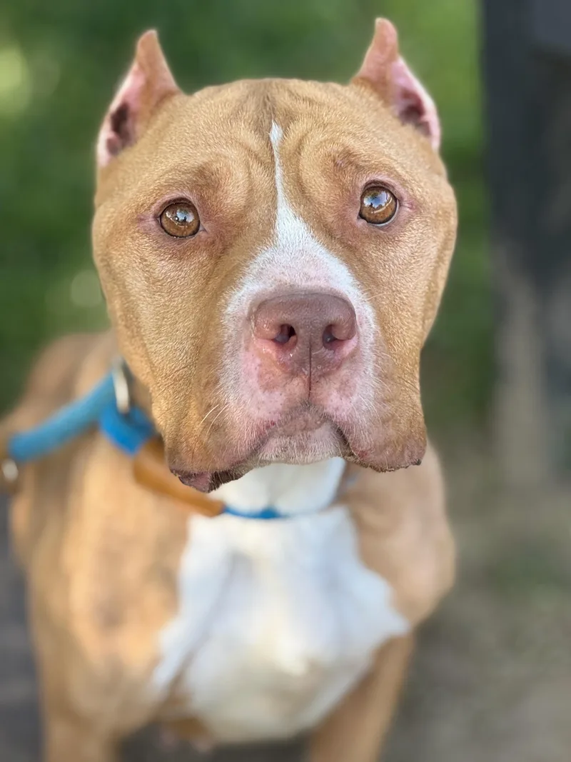 An adult medium-sized female White / Cream American Bully dog named Hope for adoption in Anderson, IN