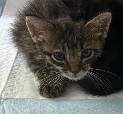 A baby medium-sized female Domestic Short Hair cat named Lexus for adoption in West Memphis, AR
