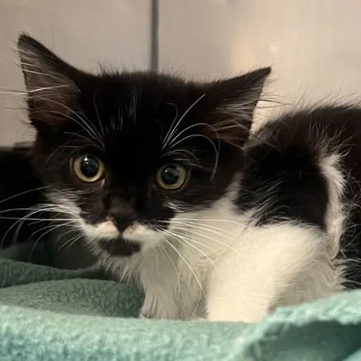 A baby small-sized male Domestic Medium Hair cat named Ghostface for adoption in Redwood City, CA