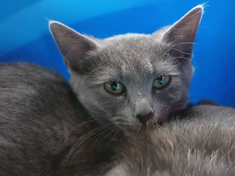 A baby medium-sized female Gray / Blue / Silver Domestic Short Hair cat named Ciabatta for adoption in Morgantown, WV