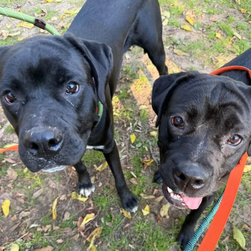 A young large-sized female Black Newfoundland Dog named Buttercup for adoption in Phoenixville, PA