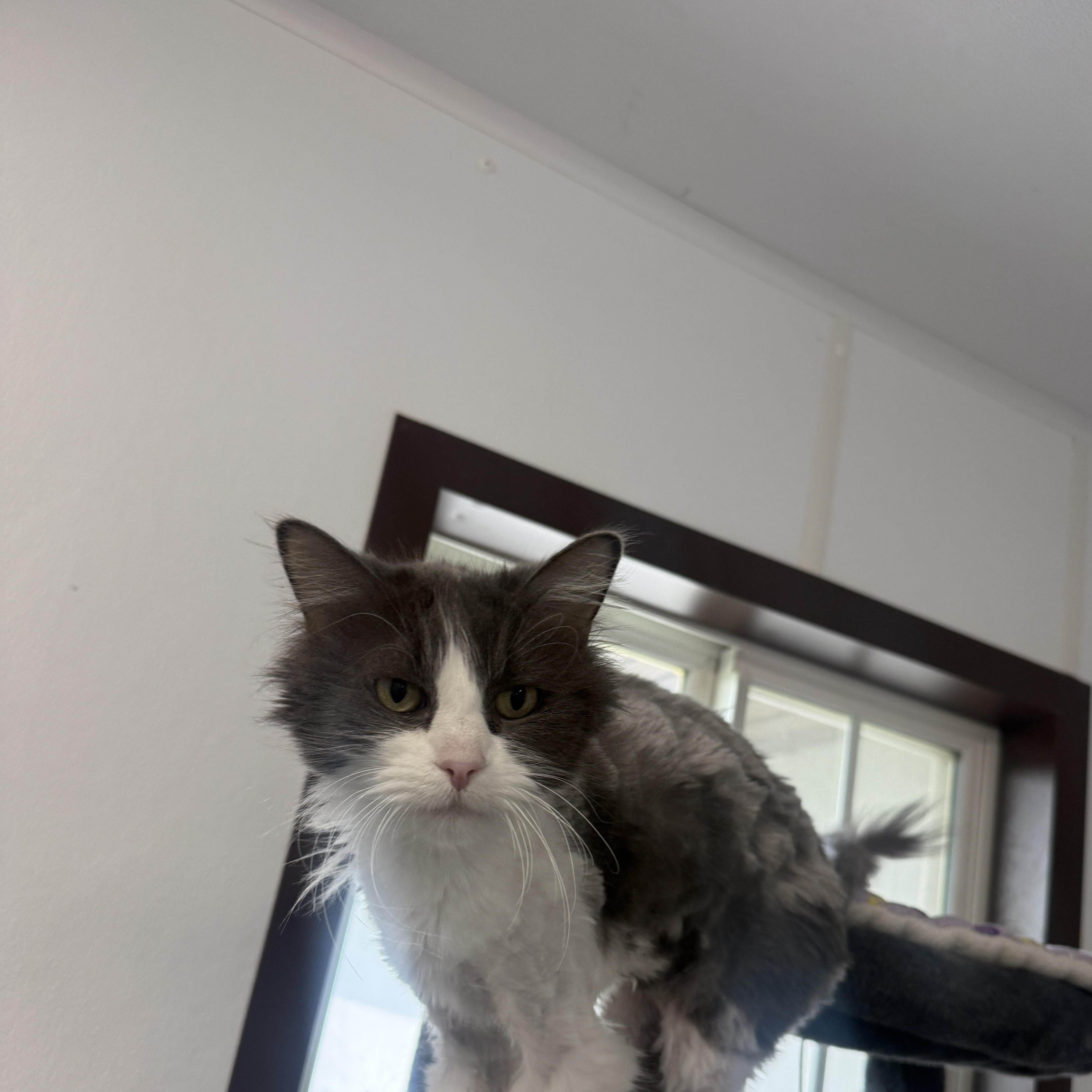 Frankie thumbnail 3