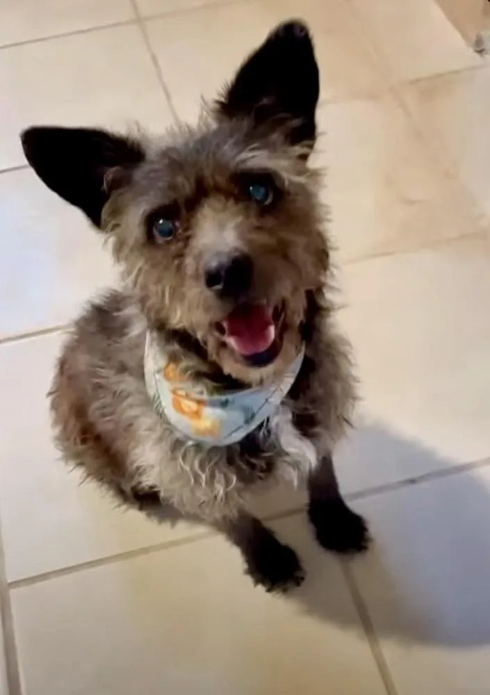 An adult small-sized female Black Terrier dog named Julia for adoption in Escondido, CA