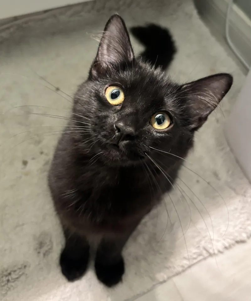 A young medium-sized female Black Domestic Short Hair cat named Chelsea for adoption in Seal Beach, CA