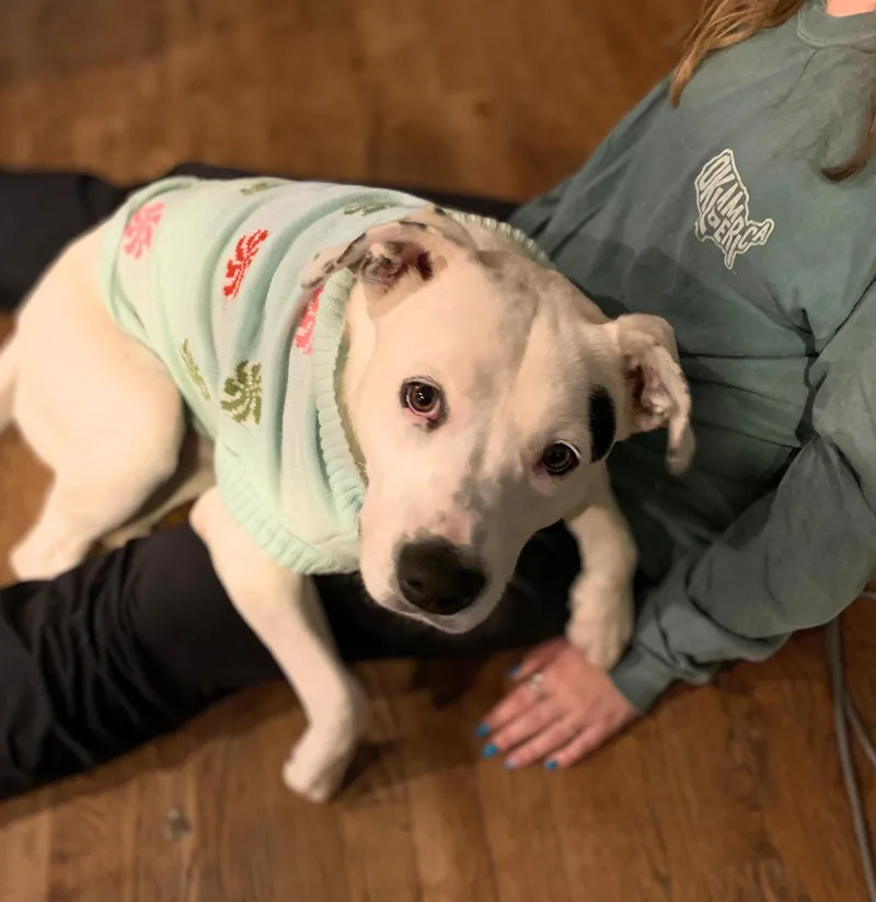 Oreo Swiftie thumbnail 2