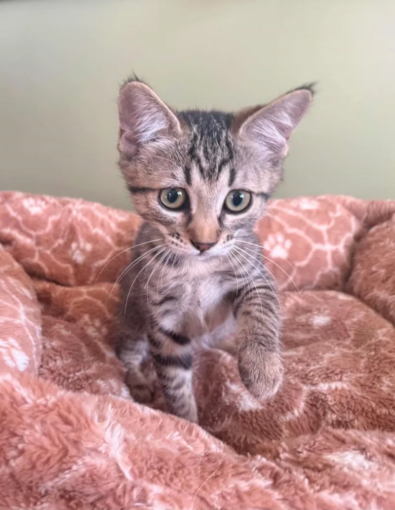 A baby small-sized female Brown / Chocolate Domestic Short Hair cat named Missy Remix for adoption in Chandler, AZ