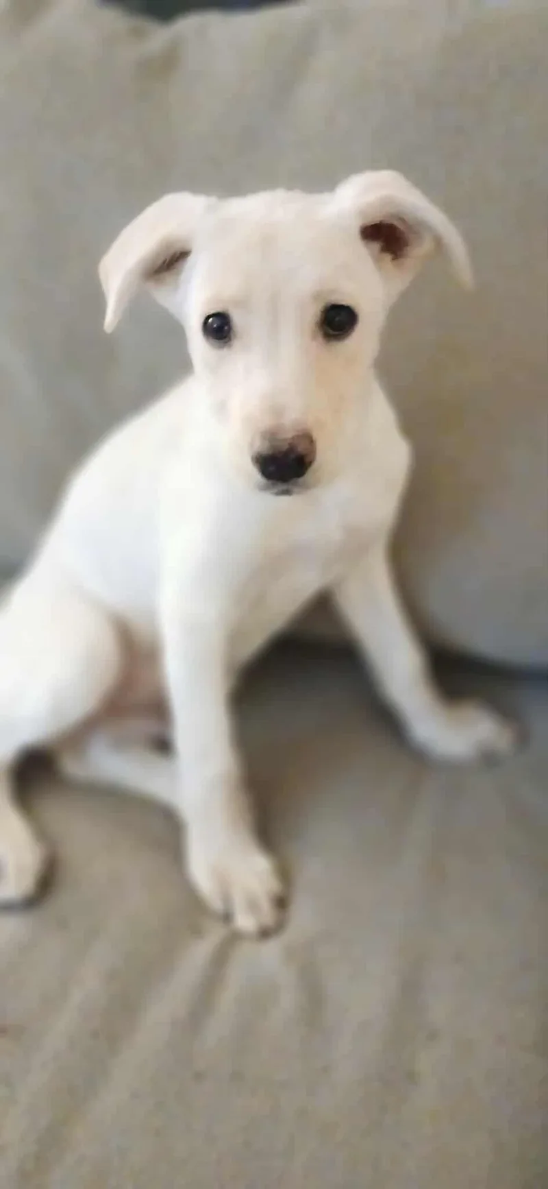 A baby large-sized male White / Cream Mixed Breed dog named Steve for adoption in Kenosha, WI