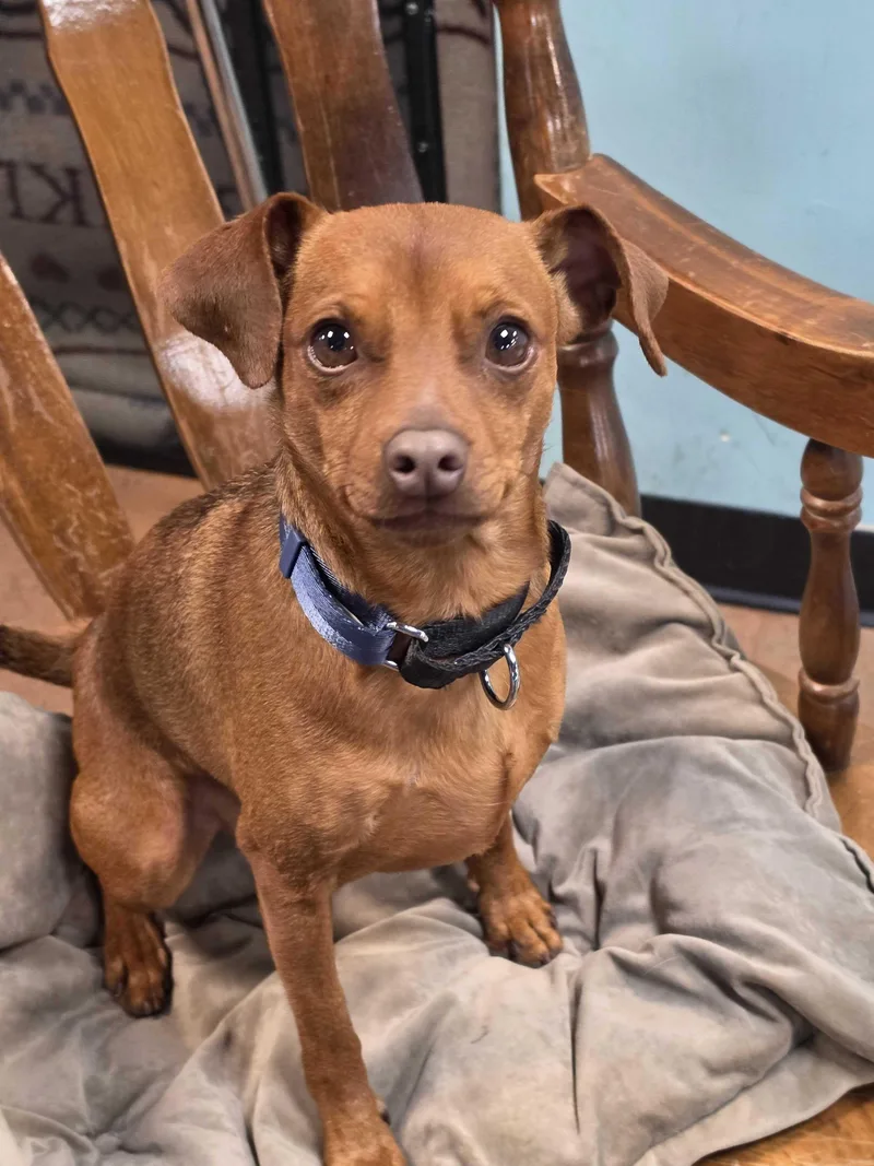 A senior small-sized male Patterdale Terrier / Fell Terrier dog named Buddy for adoption in Lafayette, CA