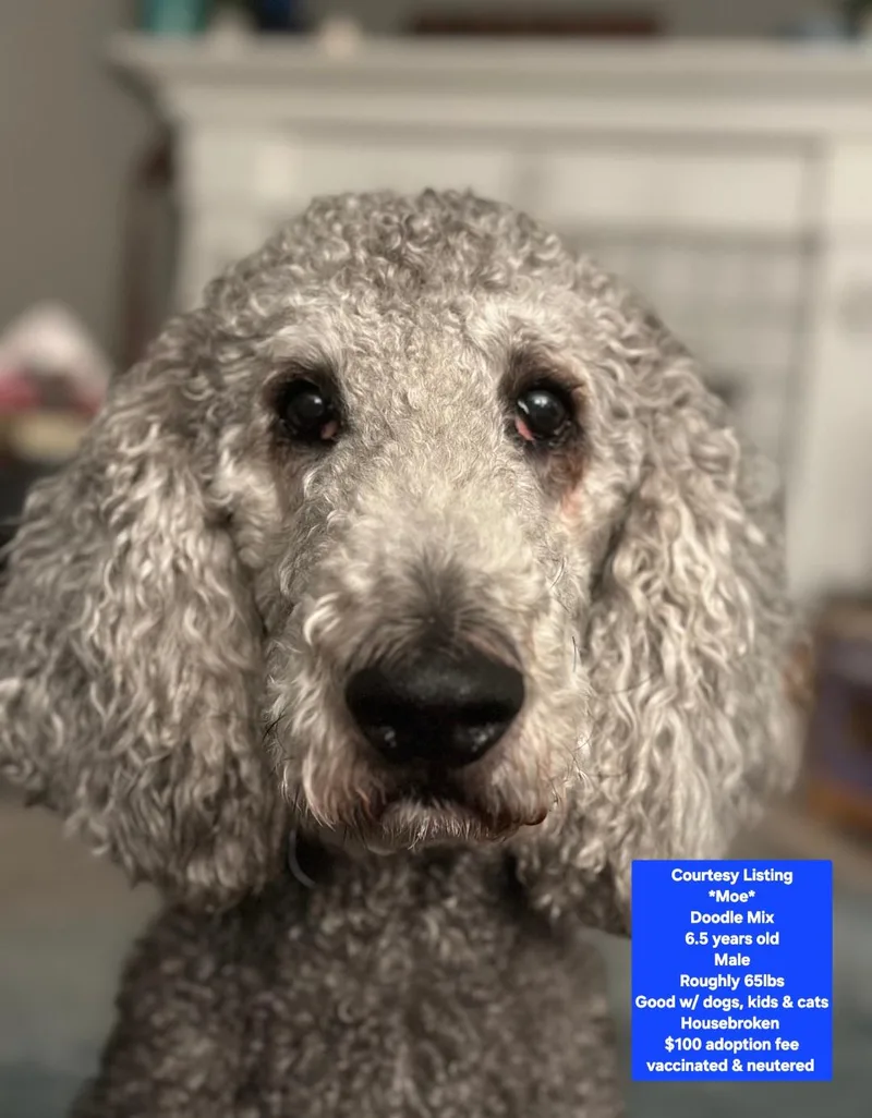 An adult medium-sized male Labradoodle dog named Courtesy Listing  Moe for adoption in Oviedo, FL