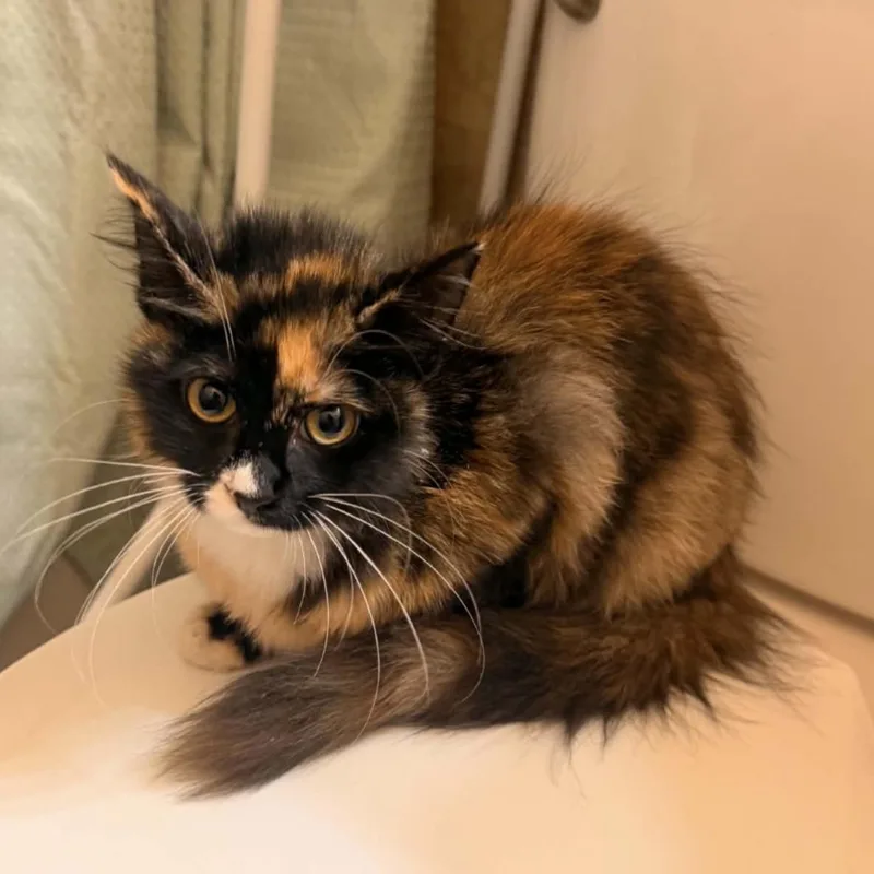 A baby medium-sized female Calico Domestic Medium Hair cat named Margarita for adoption in Old Bridge, NJ
