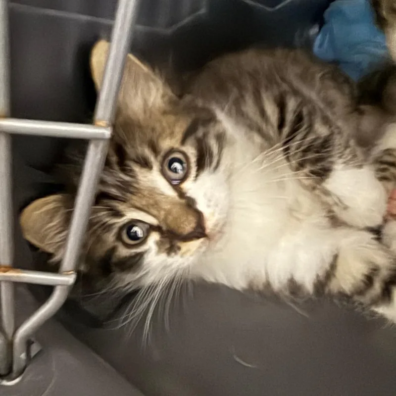 Tater Tot thumbnail 2