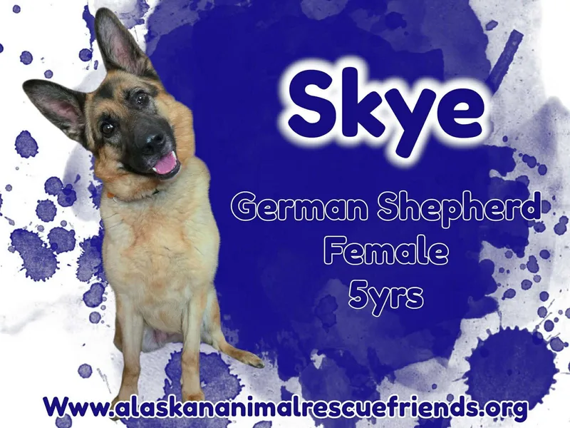 An adult large-sized female German Shepherd Dog dog named Skye for adoption in Anchorage, AK