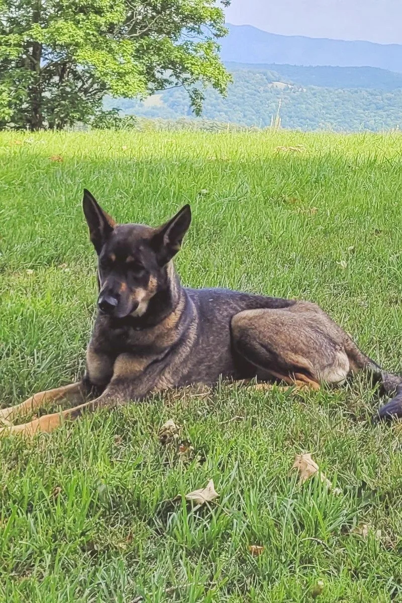 An adult medium-sized female German Shepherd Dog dog named Lady Raspberry for adoption in Centreville, VA