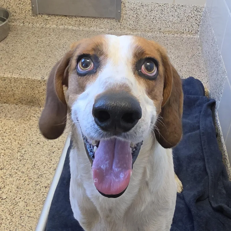 An adult large-sized male Tricolor (Brown, Black, & White) Treeing Walker Coonhound dog named Corndog for adoption in Aiken, SC