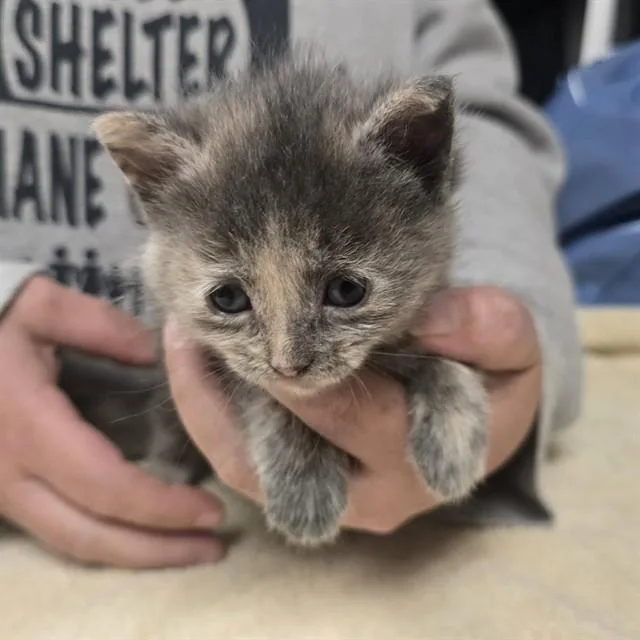 A baby small-sized female Domestic Short Hair cat named Audit for adoption in Easton, MD