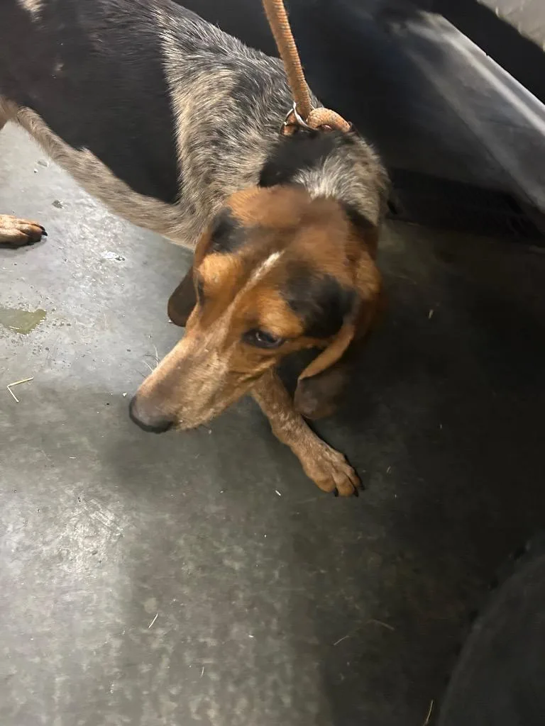 A young medium-sized male Hound dog named Flint for adoption in Oxford, NC
