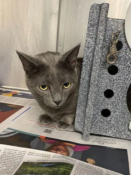 An adult small-sized male Russian Blue cat named Milo for adoption in Daytona Beach, FL