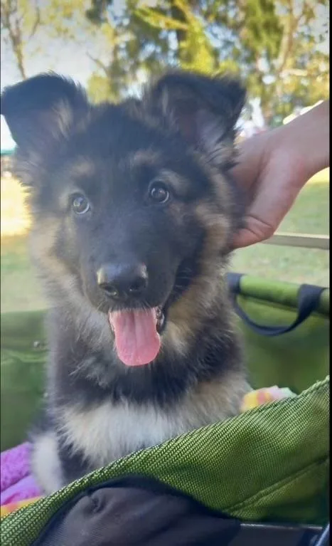 A baby large-sized female Brown / Chocolate German Shepherd Dog dog named Annika for adoption in Palo Alto, CA