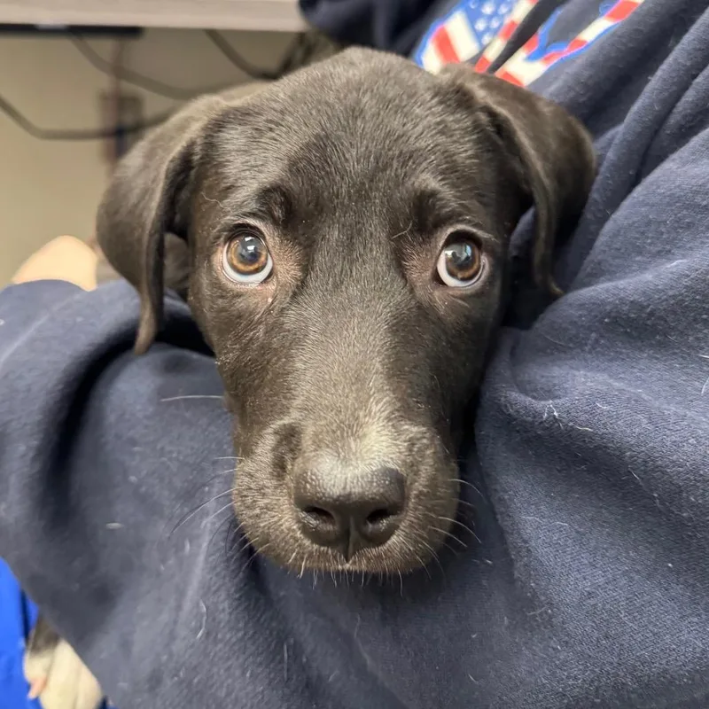 A baby small-sized female Black Mixed Breed dog named Oreo for adoption in Columbiana, AL