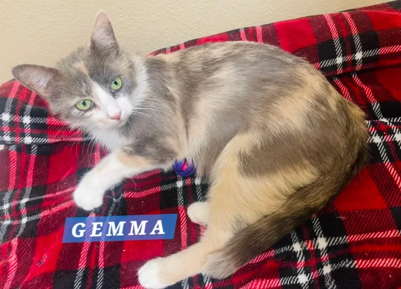 A young medium-sized female Dilute Calico Domestic Short Hair cat named Gemma for adoption in Orange, CA