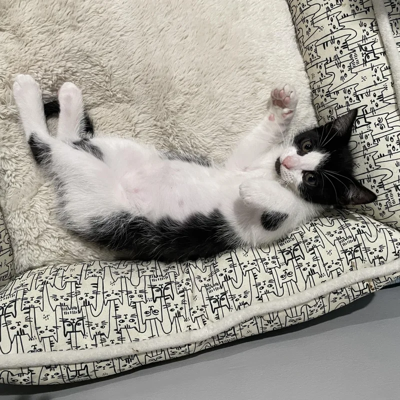 A baby medium-sized male Black & White / Tuxedo Domestic Short Hair cat named Tux for adoption in Haddon Heights, NJ