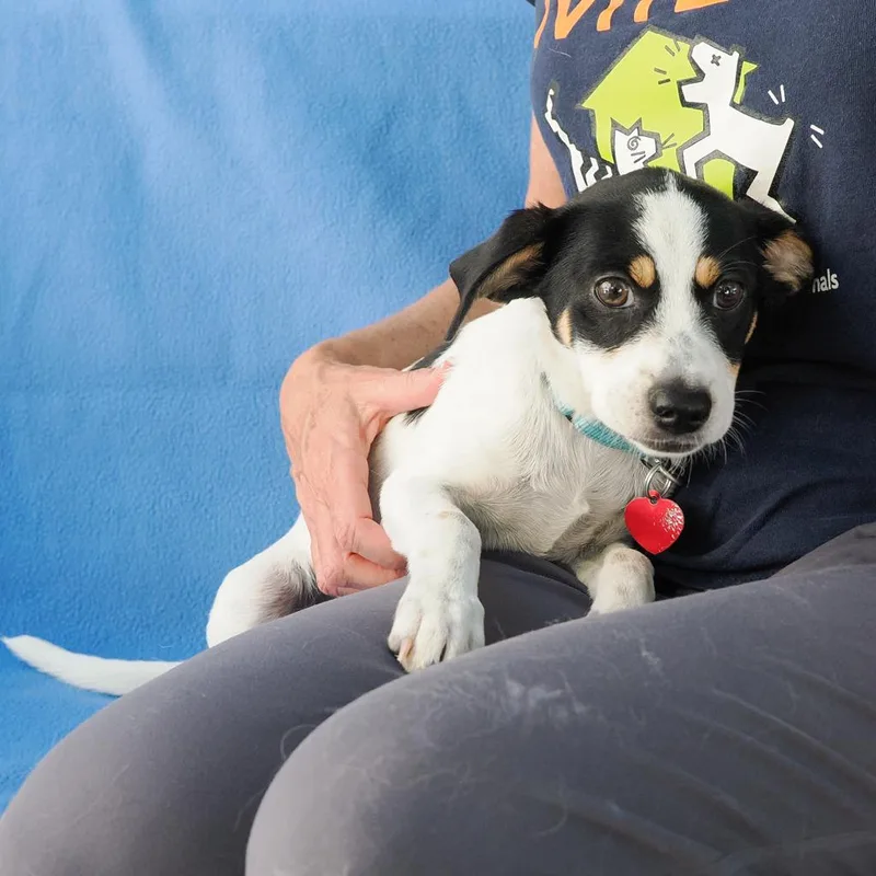 A baby small-sized male White / Cream Chihuahua dog named Ziggy for adoption in Point Richmond, CA