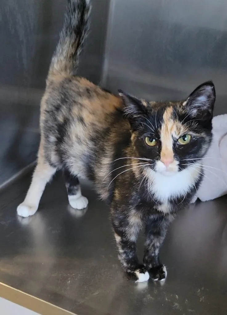 A baby medium-sized female Domestic Short Hair cat named Rebecca for adoption in Sandusky, OH