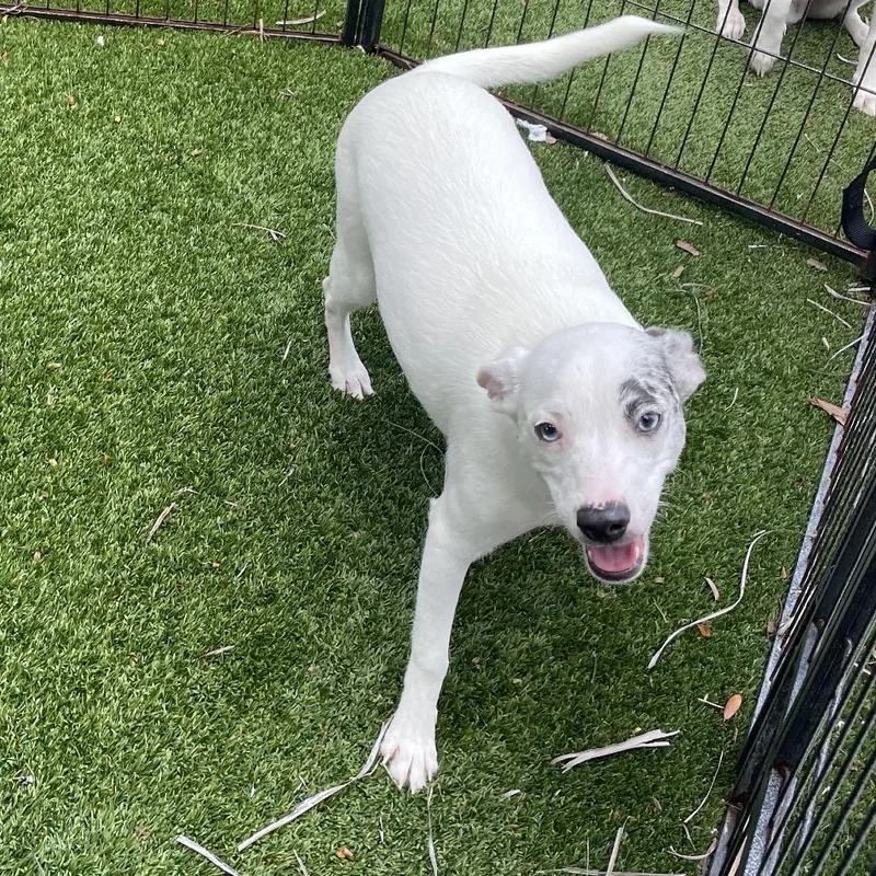 An adult medium-sized female White / Cream Mixed Breed dog named Faith for adoption in LOXAHATCHEE, FL