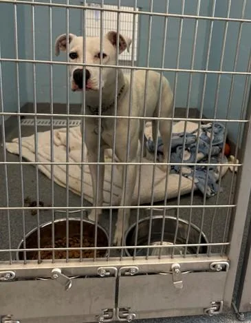 A young large-sized female Pit Bull Terrier dog named Patricia for adoption in Toledo, OH