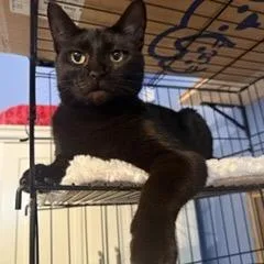 A young small-sized female Domestic Short Hair cat named Kala for adoption in Woodbridge, VA