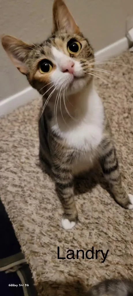 A young medium-sized female Domestic Short Hair cat named Landry for adoption in Spring, TX