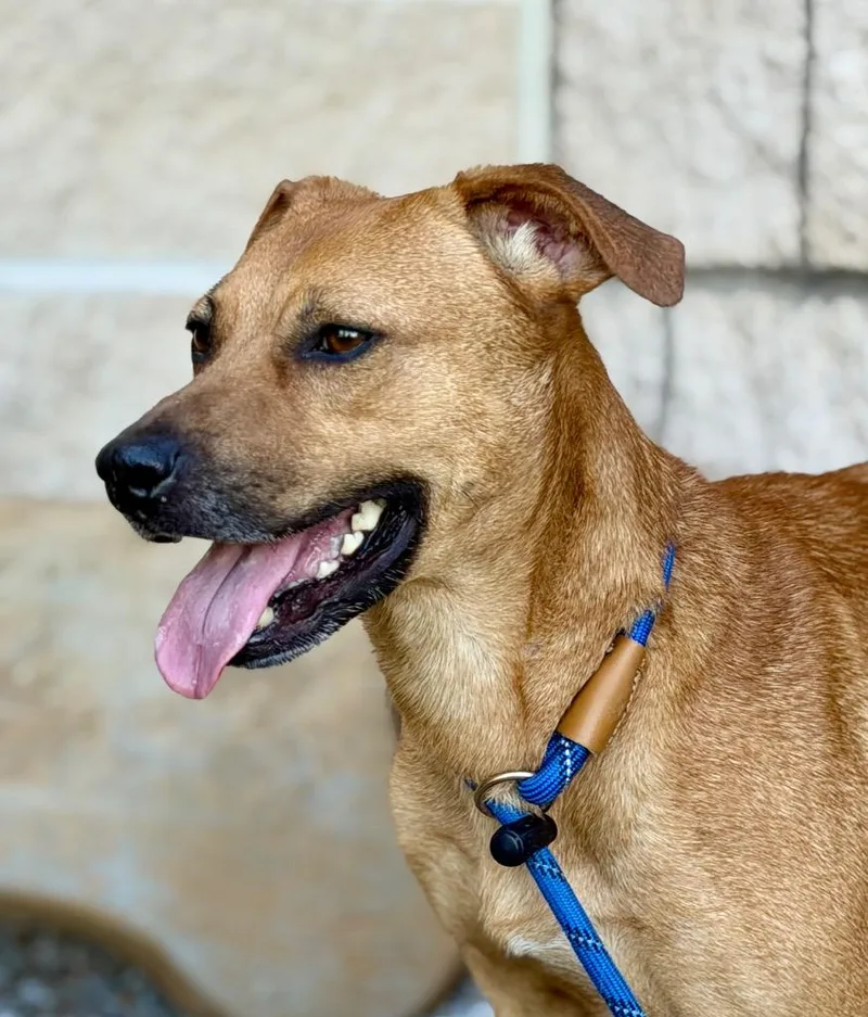 A young medium-sized female Hound dog named Tansy for adoption in Wintersville, OH